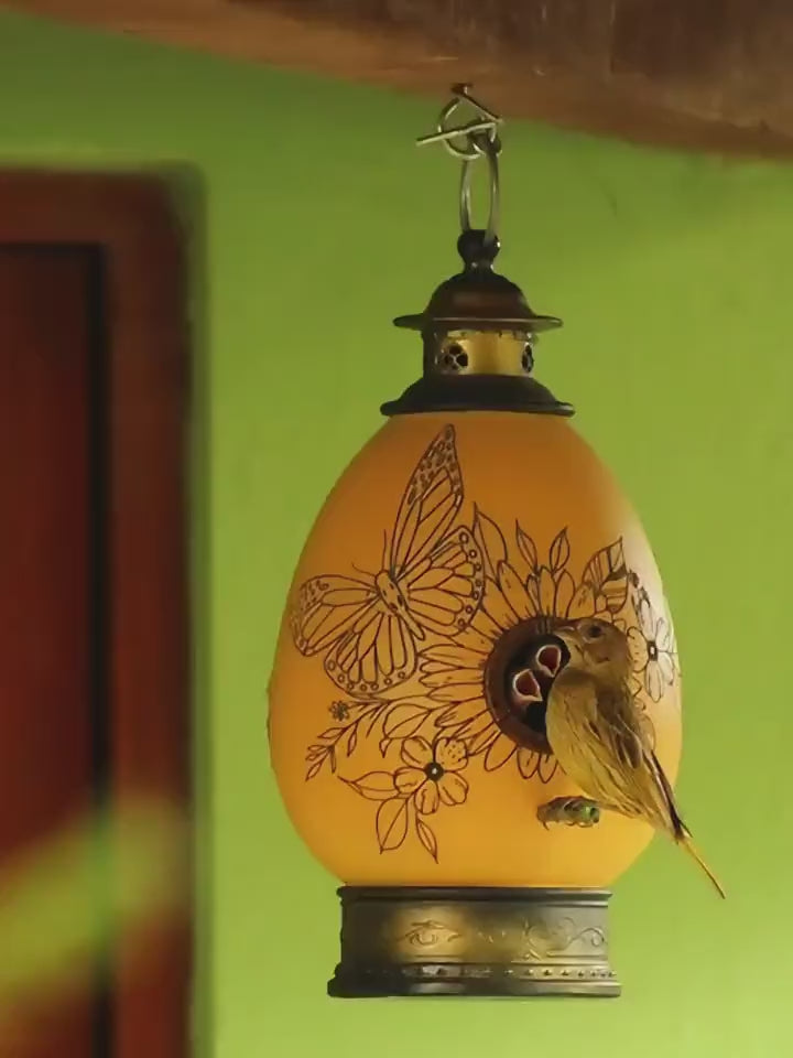 Vídeo casa de passarinho casa ovo